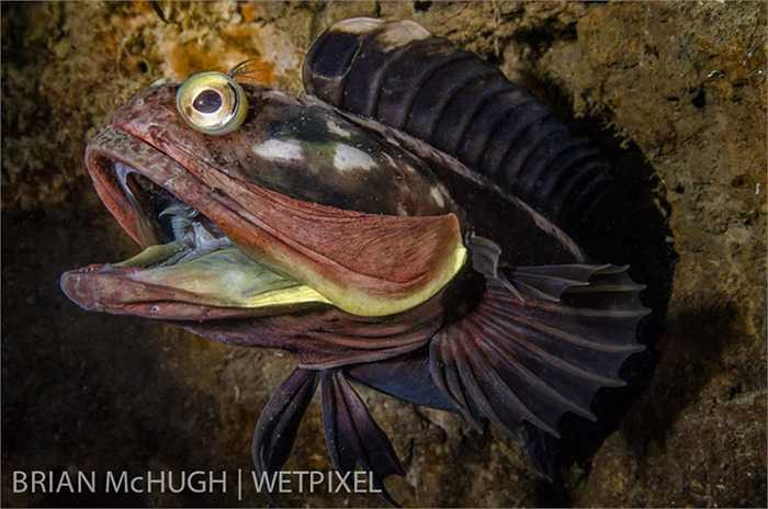 Chúng có bộ dạng đặc biệt với cái đầu to phình và cái miệng xòe rộng như một cái loa.