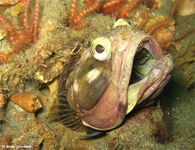 Ngoài cái miệng loe rộng, chúng còn có một cặp môi lớn, căng mọng, vô cùng ấn tượng, đầy vẻ 'dỗi hờn'.