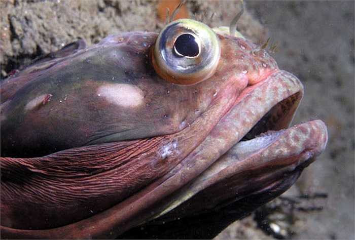 Ngoài những hốc đá, cá Neoclinus blanchardi còn chọn những vỏ chai, vỏ ốc làm nơi trú ngụ.