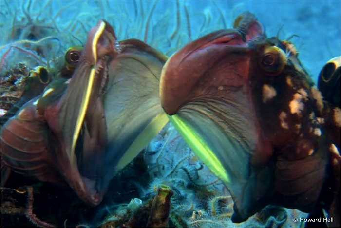 Cá Neoclinus blanchardi là loài vô cùng hung hãn. Chúng có thể tấn công bất cứ thứ gì chạm tới chúng, thậm chí cả con người.