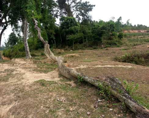 ‘Thần dược’ kỳ quái nửa đứng nửa bò 'khắc tinh' của tiêu chảy