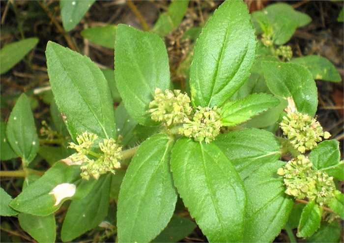 Bài 11: Cây cỏ sữa 2 nắm; nấm mèo: 5 tai; đậu đen xanh lòng 50gram (loại đậu vỏ màu đen nhưng khi các mẹ cắn ra thì thấy ruột bên trong màu xanh). Sau đó, cỏ sữa rửa sạch; nấm mèo ngâm cho nở ra rửa sạch rồi thái dài và mỏng.