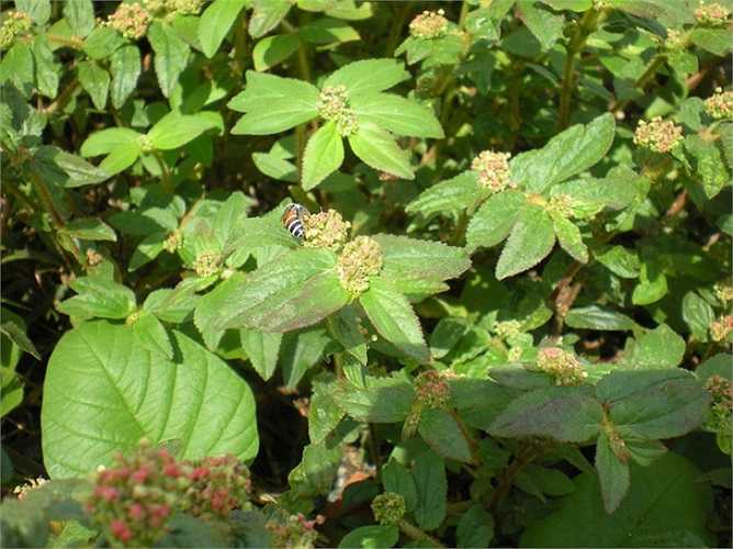 Bắc song song 2 chảo ở 2 bếp: 1 bếp sao đậu đen, 1 bếp sao nấm mèo, xong rồi sao cỏ sữa.Cho cả 3 thứ sau khi sao vào 1 cái nồi, lấy 3 bát nước sắc nhỏ lửa còn 0,5 bát cho bé uống trong 1 ngày, không được để qua ngày hôm sau.