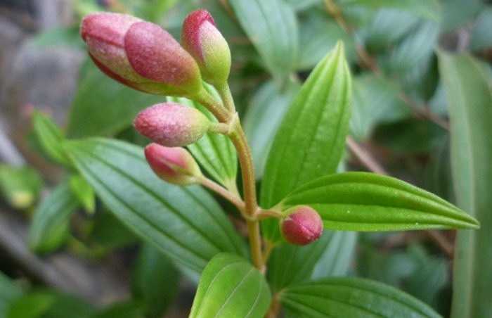 Bài 15: 16g lá mơ, 8g nụ sim sắc cùng với 500ml nước còn 200ml, chia làm hai lần uống trong ngày. Khi bé hết tiêu chảy vẫn nên tiếp tục cho uống khoảng 2 ngày để ổn định tỳ vị đồng thời chế độ ăn nên cắt giảm chất béo.