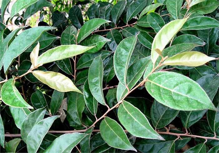 Bài 2: Dùng lá nhót tươi (20-30g) hoặc lá khô (6-12g), thái nhỏ, sao vàng, sắc với 400ml nước còn 100ml, uống làm hai lần trong ngày.