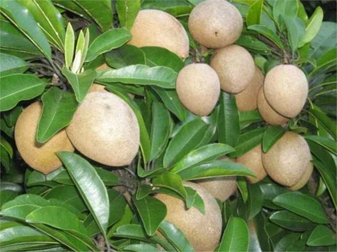 Bài 3: Cắt quả hồng xiêm xanh thành nhiều lát mỏng, phơi khô, sao vàng để dùng dần. Mỗi lần sử dụng lấy khoảng 10 lát sắc với nước uống, lượng nước phải ngập hồng xiêm. Sau đó đổ ra lấy nước uống mỗi ngày 2 lần. 