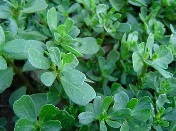 Bài 4: Hàng ngày dùng từ 100-200g rau sam làm rau ăn hoặc nấu cháo ăn hàng ngày.