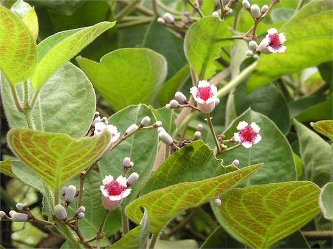 Bài 9: Lá mơ rửa sạch, ngâm trong nước muối loãng, vớt ra để ráo nước. Sau đó, giã lá mơ thật nhỏ, cho vào bát và đập 1 quả trứng gà, thêm một chút muối trộn đều. 