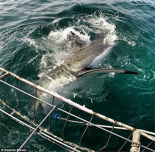 Các bức ảnh chụp sống động được chia sẻ hàng ngàn lần trên các trang web truyền thông xã hội, là chủ đề của nhiều bài báo, bài đăng trên blog và các chương trình truyền hình. Tuy nhiên, Brewer cũng phải chịu sự chỉ trích từ một số người phản đối việc cô sử dụng mồi để dụ cá mập mắc câu và chụp ảnh. Một số người ủng hộ cho rằng đó là biện pháp phòng ngừa để đảm bảo rằng con cá mập ở cách xa lồng, không nhào vào tấn công Amanda.