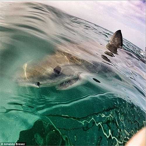 Amanda giáp mặt con cá mập trắng lớn sau song sắt, dù có lớp bảo vệ nhưng khoảng cách gần như thế này vẫn khiến nhiều người khiếp vía.