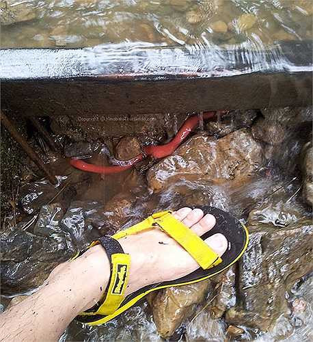 Mới đây, các nhà khoa học đã phát hiện sự tồn tại của loài đỉa đỏ khổng lồ ở Indonesia. 