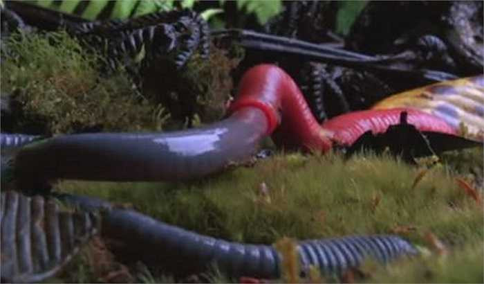 Với chiều dài khoảng 30cm, nhưng đỉa Kinabalu lại có thể xơi tái một cá thể giun xanh dài gần gấp 3 lần chiều dài cơ thể chúng. Đây là điều vô cùng đặc biệt trong thế giới động vật. 