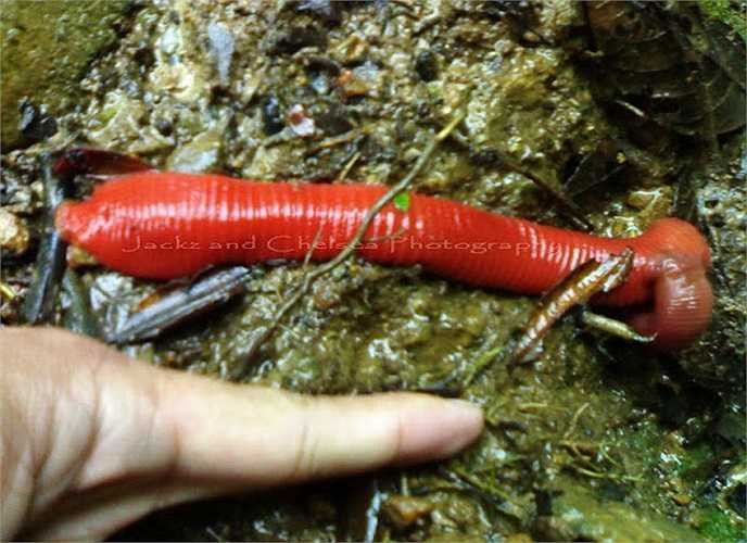 Đỉa đỏ khổng lồ 'chén' con mồi như cách của loài trăn.