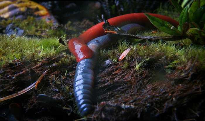 Hiện thông tin về loài đỉa khổng lồ vẫn rất ít. 