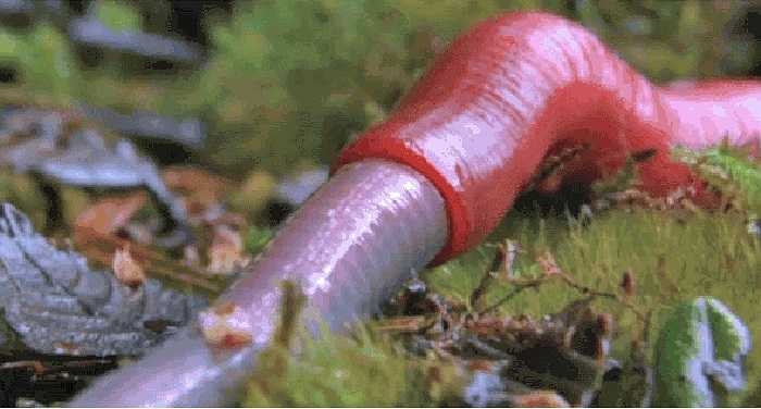 Các nhà khoa học khẳng định, chúng là loài đỉa lớn nhất thế giới. Sự kiện này gây chú ý mạnh mẽ từ dư luận. 