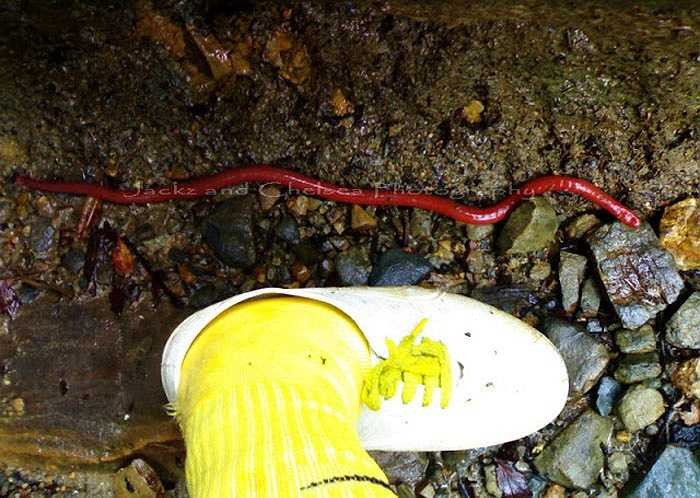 Chúng được người dân địa phương gọi là đỉa đỏ Kinabalu vì loài này có màu đỏ hoặc cam rất đặc trưng, khác hẳn với họ hàng của chúng.