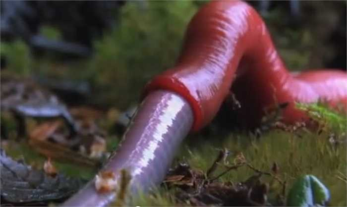 Đỉa đỏ khổng lồ Kinabalu là loài đặc hữu của khu rừng Kinabalu, Borneo, thuộc Indonesia, nơi có độ cao từ 2500 - 3000m.