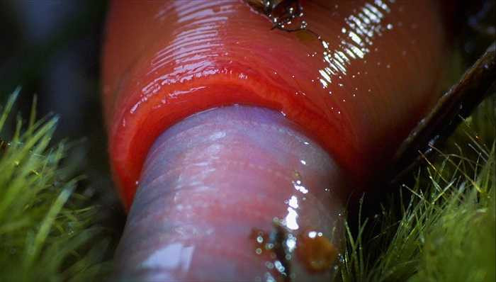 Khác với họ hàng của chúng, thường chỉ dài khoảng 3cm - 7cm và sống dưới nước, nơi sình lầy, đỉa Kinabalu lại sống trên cạn.