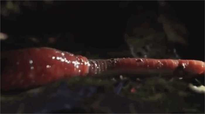 Đỉa đỏ Kinabalu có chiều dài lên tới 30cm, thậm chí 40cm. Bất cứ ai gặp chúng đều vô cùng khiếp sợ, ám ảnh.