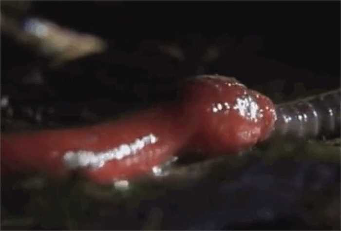 Mặc dù nhìn chúng có cảm giác hãi hùng, nhưng đỉa Kinabalu vô hại với con người. Chúng không hút máu động vật như họ hàng của chúng.