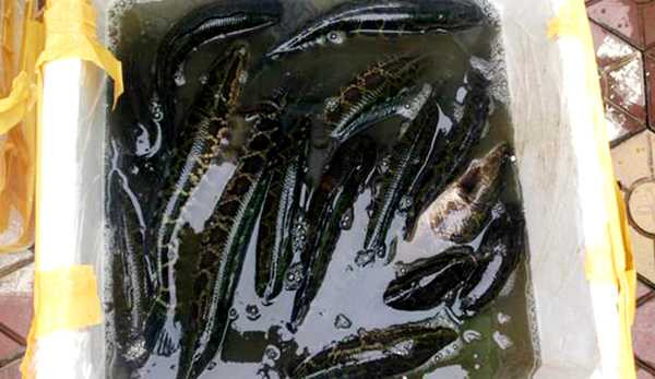 Nhiều tiểu thương tiết lộ, cá quả được dân buôn tiêm thuốc ngủ để vận chuyển về Hà Nội