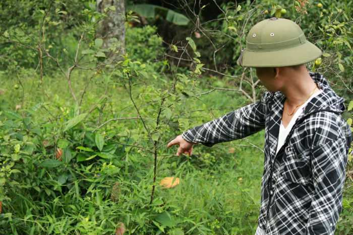 Rắn độc tràn về làng tấn công người dân ở Nghệ An