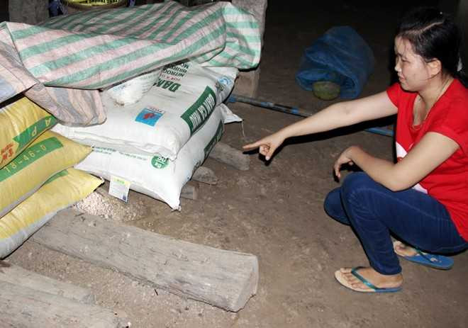 Rắn hổ mang chúa khổng lồ 'ngất xỉu' sau khi bị bắt