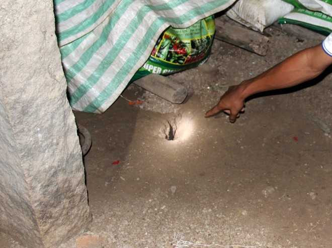 Rắn hổ mang chúa khổng lồ 'ngất xỉu' sau khi bị bắt