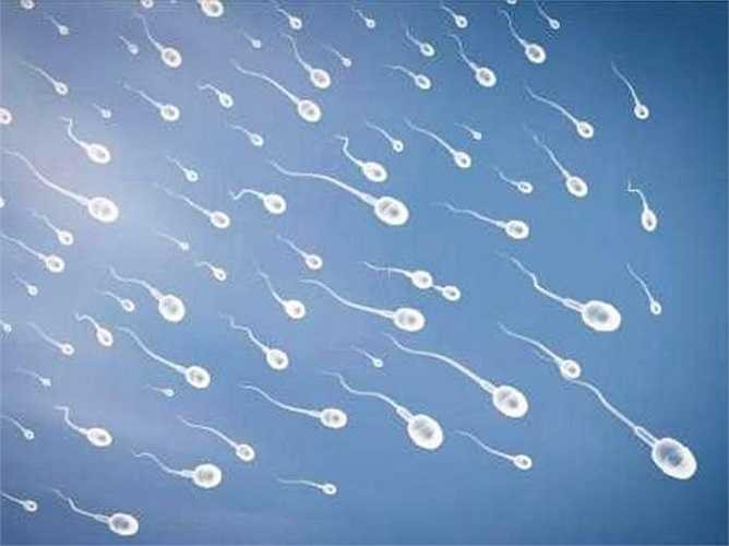 1. Tinh dịch bao gồm tinh trùng và dịch. Tinh trùng được tạo ra từ tinh hoàn, trưởng thành trong mào tinh kết hợp với tinh dịch được tiết ra từ các tuyến sinh dục phụ. 