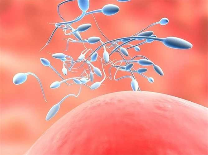 13. Nghiên cứu cho thấy nếu 'hâm' nóng bìu ở 43 độ C trong 30 phút sẽ làm gia tăng số tế bào mầm bị chết và làm giảm tới 80% số lượng tinh trùng trong tinh dịch. Ngược lại, nếu để bìu 'mát' trong liên tục 12 tuần, số lượng tinh trùng xuất ra sẽ tăng hơn.