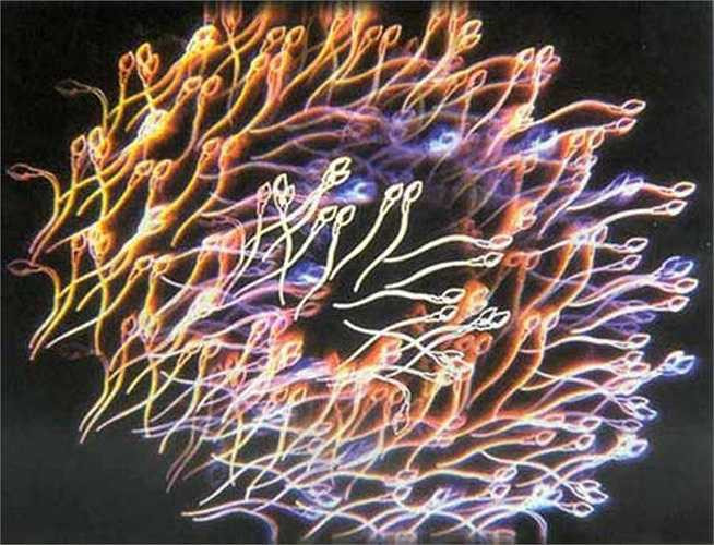 14. Tinh trùng cần các gốc tự do để giúp chúng thụ tinh trứng, nhưng nhiều gốc tự do quá đưa tới bể màng tinh trùng, hư hại ADN với hậu quả là vô sinh. Khói thuốc lá cũng như không khí ô nhiễm có thể chứa những chất oxy hoá gây giảm chất lượng tinh trùng và làm ADN tinh trùng bị hư hại. 