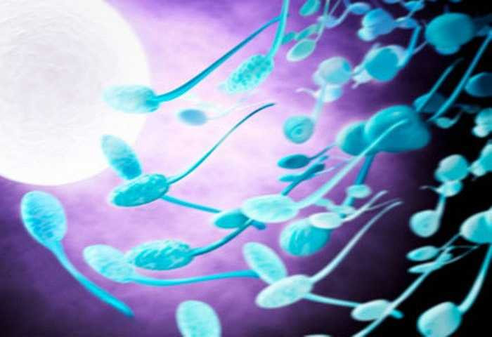 3. Các tế bào tinh trùng chỉ là một phần của tinh dịch. Tinh dịch cũng chứa fructose (một loại đường) và proteolytic (nhóm enzym phân hủy), cùng với các enzym khác, để bổ sức cho hành trình của tinh trùng.