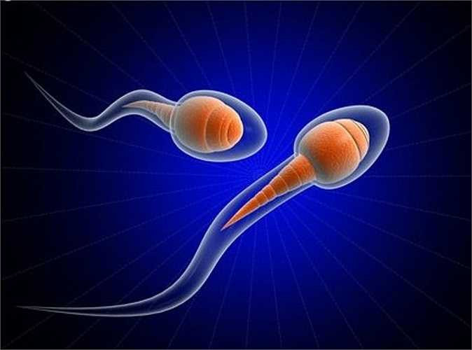 5. Mỗi tinh trùng mất khoảng 2.5 tháng để phát triển đến mức trưởng thành trong tinh hoàn. Nơi được coi là nhà trẻ, cũng là nhà kho cất giữ tinh trùng chính là mào tinh, phần bạn có thể sờ thấy ở cực trên của tinh hoàn. 