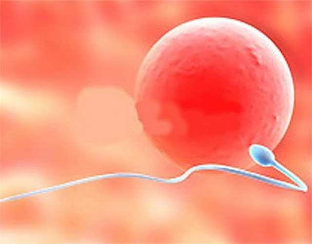 8. Chỉ có khoảng một nửa số tinh trùng đã xuất ra đi thẳng đến trứng. Số còn lại bơi vòng vòng xung quanh như thể bị 'lạc đường'.