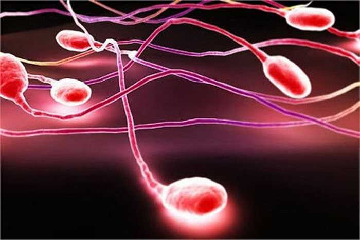 10. Nam giới xuất tinh trung bình một lần 200 triệu tinh trùng. Đây quả là một tỷ lệ cạnh tranh cao trong quá trình truyền sinh sự sống.