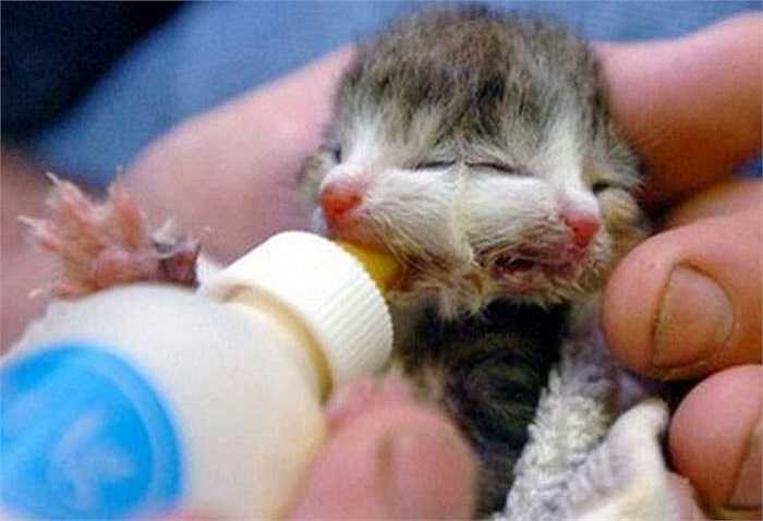 Một sự kiện bất thường xảy ra ở thành phố Oregon, Mỹ khi một con mèo con được sinh ra chỉ có một mắt lớn nằm ở vị trí đáng lẽ ra là của mũi vào ngày 28/12/2005. Nó đã chết sau đó hai ngày và người ra không thể tìm ra mũi của nó ở đâu.