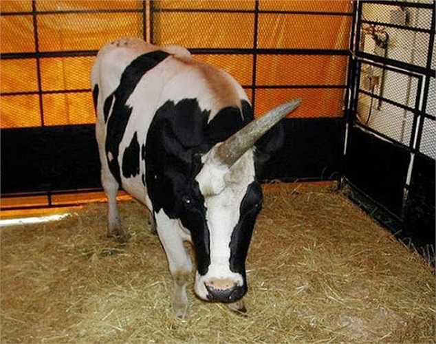 Kể từ khi phát hiện ra chú bò kỳ lân có một không hai này, ngôi nhà của nông dân Jia Kebingg ở tỉnh Hà Bắc, Trung Quốc đã trở thành một điểm thu hút khách du lịch.