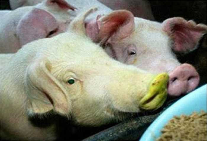 Một nhóm các nhà nghiên cứu từ Đại học Đài Loan đã thành công trong việc lai tạo ra ba chú lợn có khả năng phát ra ánh sáng huỳnh quang. Theo giáo sư Wu, những con lợn này là sản phẩm cấy ghép của các gen huỳnh quang màu xanh lá cây từ sứa.