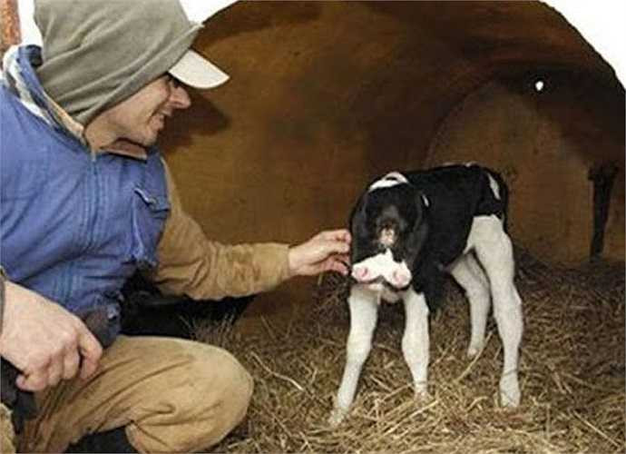 Chào đời ngày 27/12/2006 tại Virginia, Mỹ do thụ tinh nhân tạo. chú bê này có một cái đầu tương đối lớn, thở ra bằng hai mũi, có hai lưỡi và di chuyển độc lập.