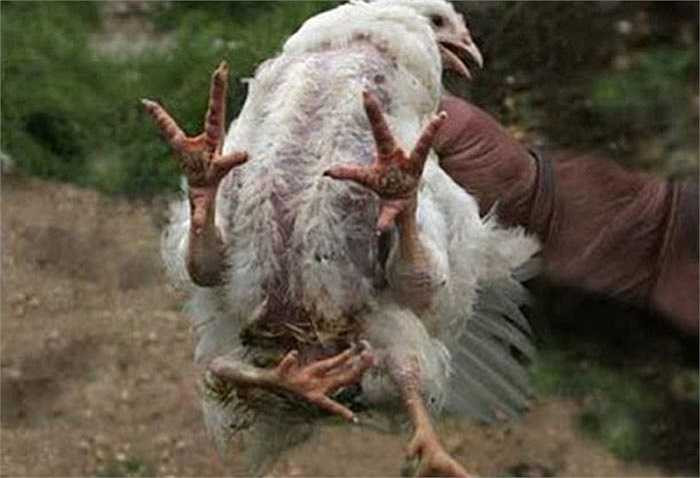 Henrietta, một con gà mái bốn chân đã rất trở nên nổi tiếng vào năm 2005 sau khi nó được tìm thấy ở nông trại Brendle, ở Somerset, Pennsylvania.