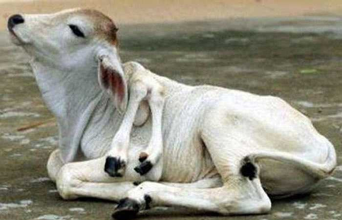 Với thân hình kỳ lạ, chú bò sáu chân này đã được tôn làm 'Thánh Thần', được tìm thấy trong một trang trại gần thành phố Phnom Pênh, Campuchia vào ngày 7/ 10/ 2003