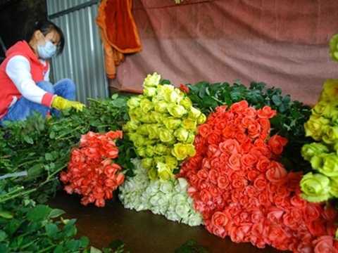 hoa hồng, hồng Đà Lạt, giá hoa, 20/10