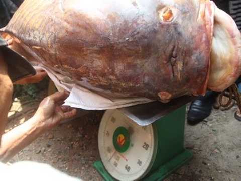 cá khủng, cá hô, 200 triệu đồng, bắt cá