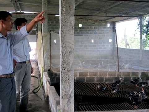 vịt trời, tỷ phú, đại gia, chuyện khó tin