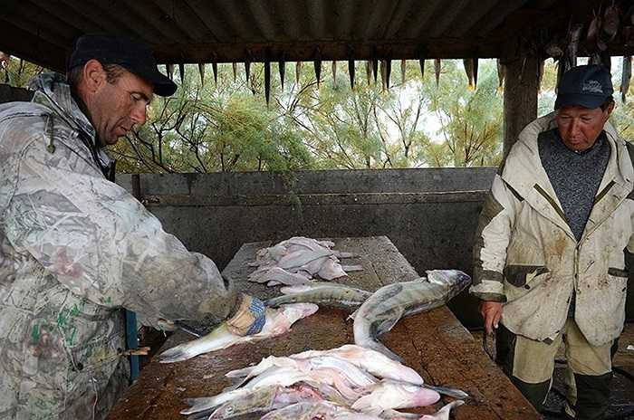 Những con cá sông được chế biến tạm thời