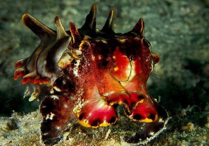 Cá mực nang có kỹ năng tự vệ tuyệt vời. Khi gặp nguy hiểm, lập tức chúng thay đổi hình dạng và màu sắc cơ thể để hòa lẫn vào môi trường, che mắt kẻ săn mồi.