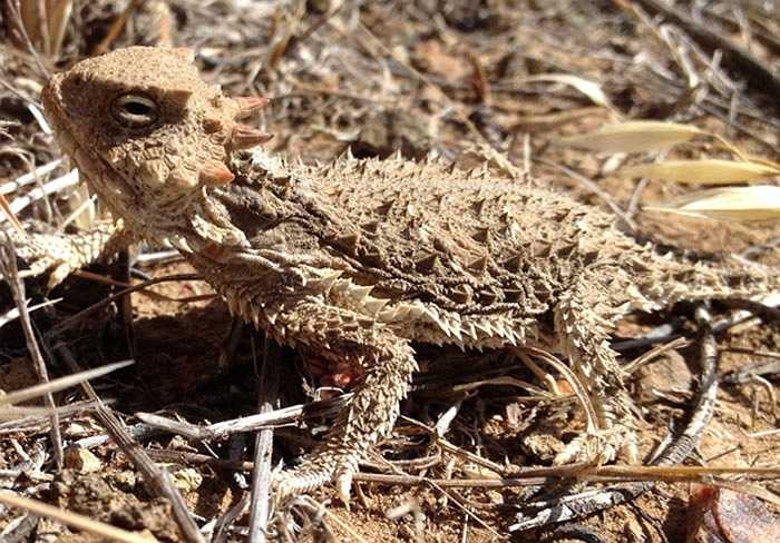 Thằn lằn sừng Texas có vẻ ngoài đáng sợ với lớp vỏ đầy gai sắc. Nếu kẻ đi săn vượt qua được lớp giáp này, con thằn lằn sẽ bước lên trước đối thủ và phóng ra một dòng máu từ đôi mắt của nó. Loạt đạn này có thể bay xa 1,5 mét và được trộn với một thứ hóa chất hôi thối để đánh đuổi những kẻ đi săn. Phương thức tự vệ này sẽ lấy đi 1/3 lượng máu của chúng.