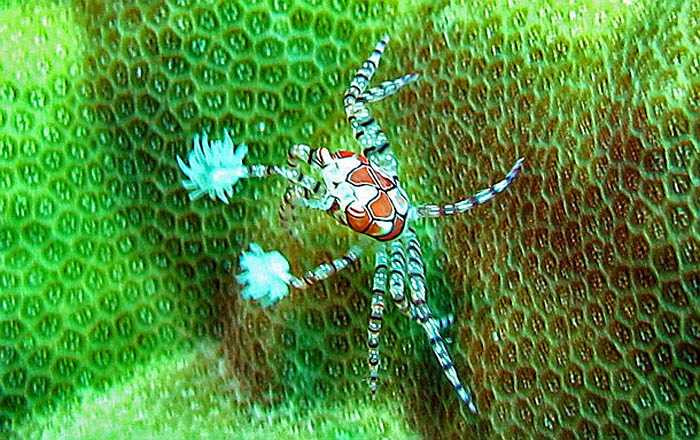 Cua quyền anh có màu sắc sặc sỡ dễ đánh lừa rằng chúng rất dễ thương nhưng nếu bị tấn công, chúng sẽ dùng đôi càng khỏe đấm thẳng vào đối thủ. Cú đấm đủ để giết chết một số sinh vật biển kích thước nhỏ.