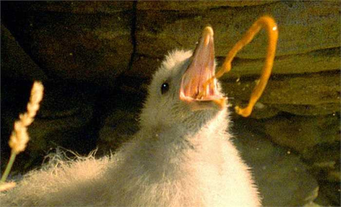 Gà Fulmar thường tấn công bằng chất lỏng nôn ra từ miệng có màu cam và mùi cá thối nồng nặc khiến kẻ thù sợ mà bỏ chạy.