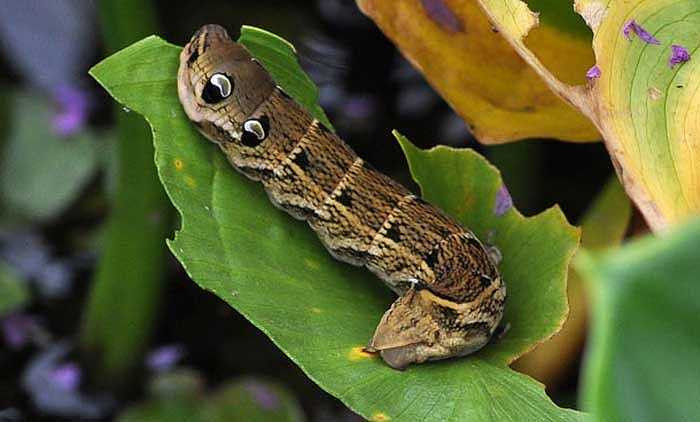 Còn với loài sâu voi yếu ớt, chúng sẽ đóng giả là một con rắn đáng sợ với đôi mắt giả lạnh lùng để xua đuổi các loài động vật ăn thịt.